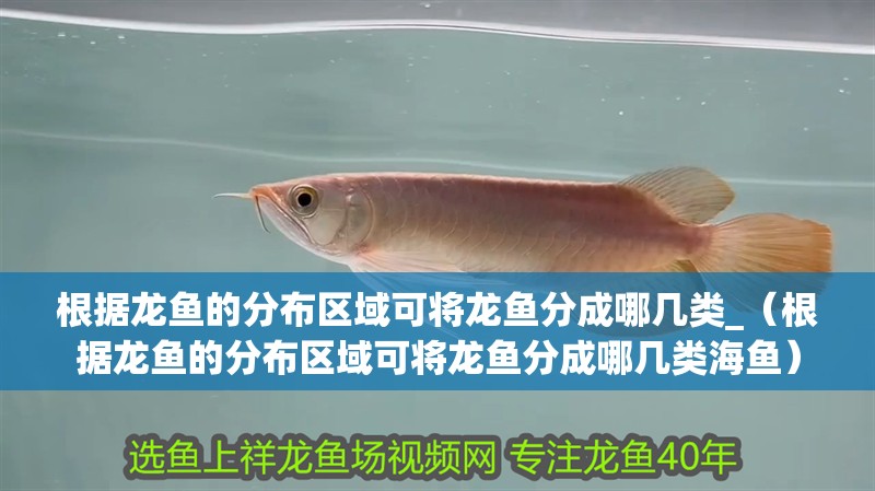 根據龍魚的分布區(qū)域可將龍魚分成哪幾類_（根據龍魚的分布區(qū)域可將龍魚分成哪幾類海魚）