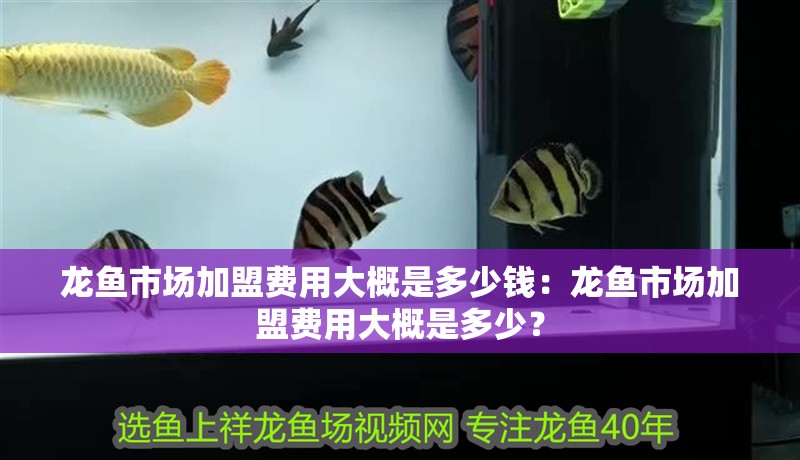 龍魚市場加盟費用大概是多少錢：龍魚市場加盟費用大概是多少？