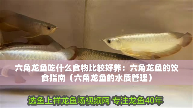 六角龍魚吃什么食物比較好養(yǎng)：六角龍魚的飲食指南（六角龍魚的水質(zhì)管理）