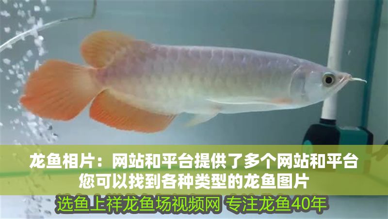 龍魚相片：網站和平臺提供了多個網站和平臺您可以找到各種類型的龍魚圖片