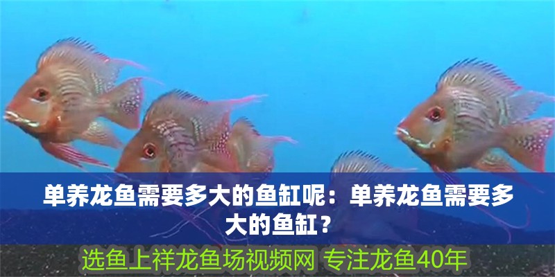 單養龍魚需要多大的魚缸呢：單養龍魚需要多大的魚缸？
