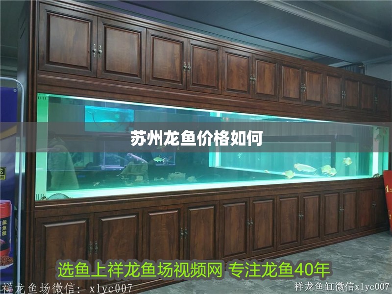 蘇州龍魚價格如何