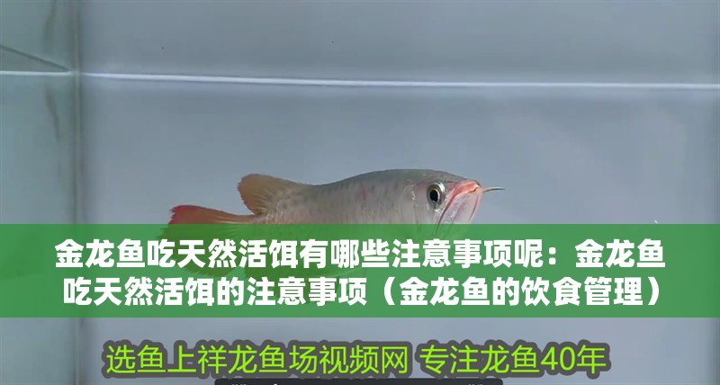 金龍魚吃天然活餌有哪些注意事項呢：金龍魚吃天然活餌的注意事項（金龍魚的飲食管理）
