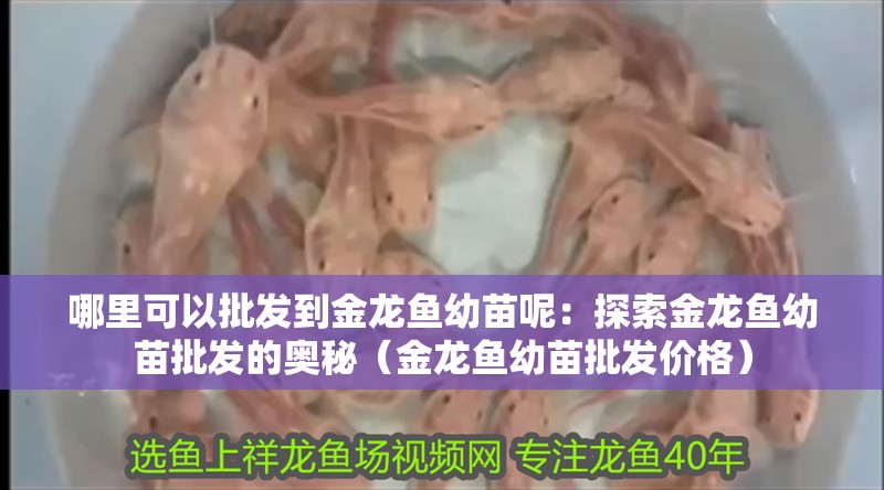哪里可以批發到金龍魚幼苗呢：探索金龍魚幼苗批發的奧秘（金龍魚幼苗批發價格）