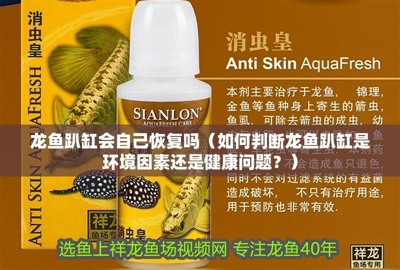 龍魚趴缸會自己恢復嗎（如何判斷龍魚趴缸是環境因素還是健康問題？）