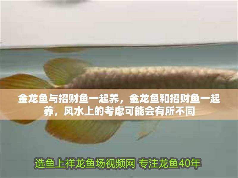 金龍魚與招財魚一起養，金龍魚和招財魚一起養，風水上的考慮可能會有所不同