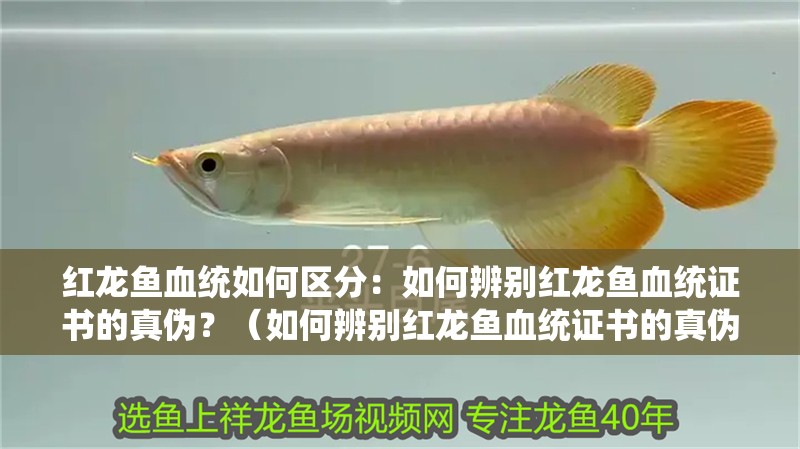 紅龍魚血統如何區分：如何辨別紅龍魚血統證書的真偽？（如何辨別紅龍魚血統證書的真偽）