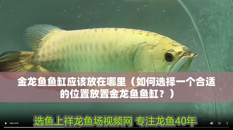 金龍魚魚缸應(yīng)該放在哪里（如何選擇一個合適的位置放置金龍魚魚缸？） 金龍魚魚缸應(yīng)該放在哪里（如何選擇一個合適的位置放置金龍魚魚缸？） 龍魚百科