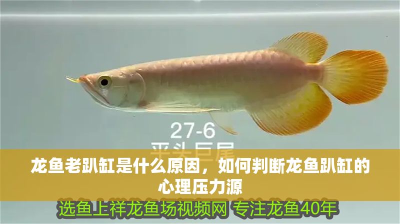 龍魚老趴缸是什么原因，如何判斷龍魚趴缸的心理壓力源