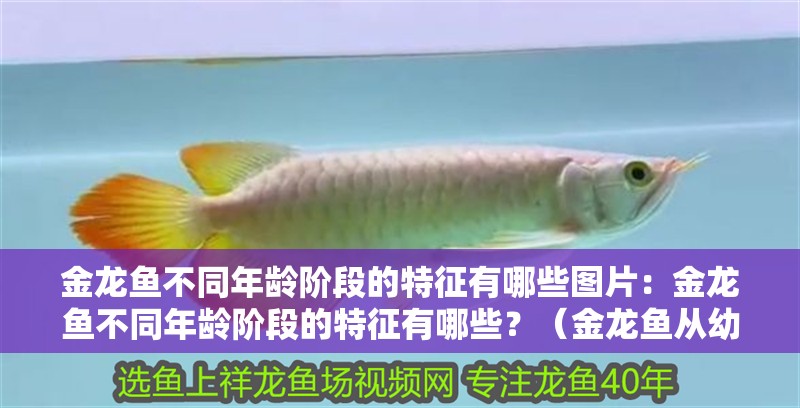 金龍魚不同年齡階段的特征有哪些圖片：金龍魚不同年齡階段的特征有哪些？（金龍魚從幼年到成年的不同階段） 金龍魚不同年齡階段的特征有哪些圖片：金龍魚不同年齡階段的特征有哪些？（金龍魚從幼年到成年的不同階段） 水族問答