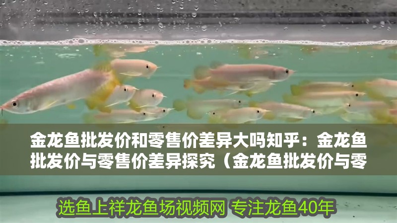 金龍魚批發價和零售價差異大嗎知乎：金龍魚批發價與零售價差異探究（金龍魚批發價與零售價之間的差異）