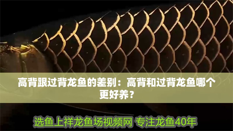 高背跟過背龍魚的差別：高背和過背龍魚哪個更好養(yǎng)？