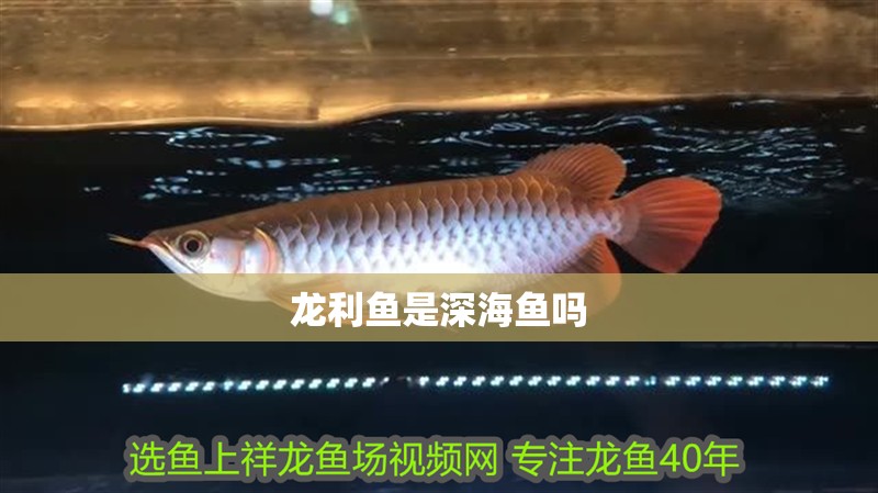 龍利魚是深海魚嗎 龍利魚是深海魚嗎 觀賞魚百科