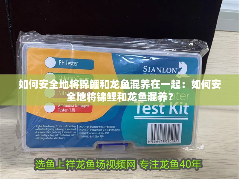 如何安全地將錦鯉和龍魚混養在一起：如何安全地將錦鯉和龍魚混養？
