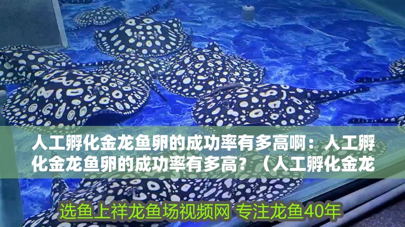 人工孵化金龍魚卵的成功率有多高啊：人工孵化金龍魚卵的成功率有多高？（人工孵化金龍魚卵的成功率受哪些因素影響？）