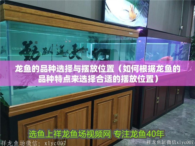 龍魚的品種選擇與擺放位置（如何根據龍魚的品種特點來選擇合適的擺放位置）