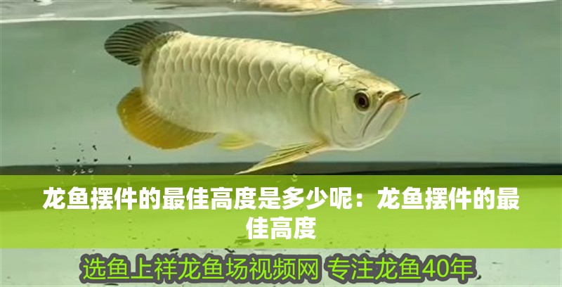 魚缸用增氧泵價格是多少:魚缸增氧機-xtrac增氧機-xtrac增氧機 龍魚擺件的最佳高度是多少呢:龍魚擺件的最佳高度 水族問答 龍魚擺件的最佳高度是多少呢:龍魚擺件的最佳高度 龍魚擺件的最佳高度是多少呢:龍魚擺件的最佳高度 水族問答