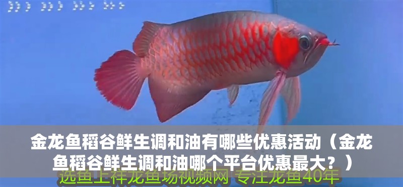 金龍魚稻谷鮮生調和油有哪些優惠活動（金龍魚稻谷鮮生調和油哪個平臺優惠最大？）