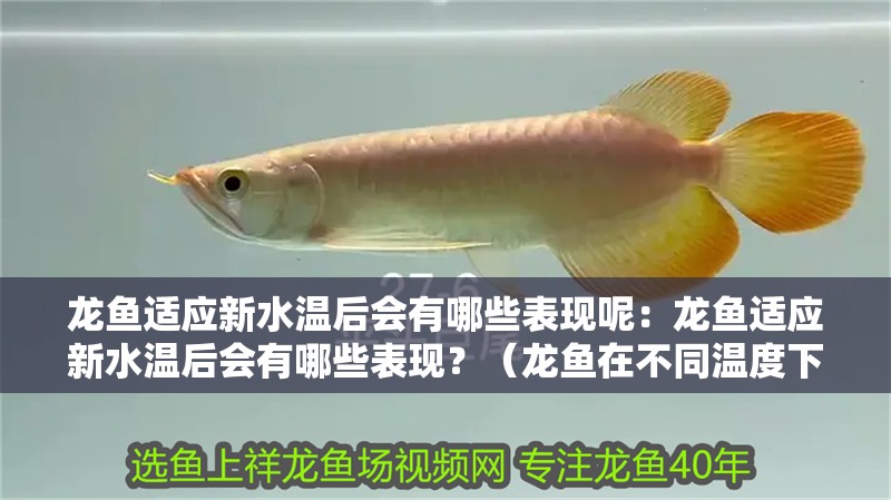 龍魚適應新水溫后會有哪些表現呢：龍魚適應新水溫后會有哪些表現？（龍魚在不同溫度下的表現）