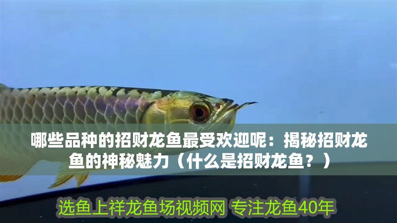 哪些品種的招財龍魚最受歡迎呢：揭秘招財龍魚的神秘魅力（什么是招財龍魚？）