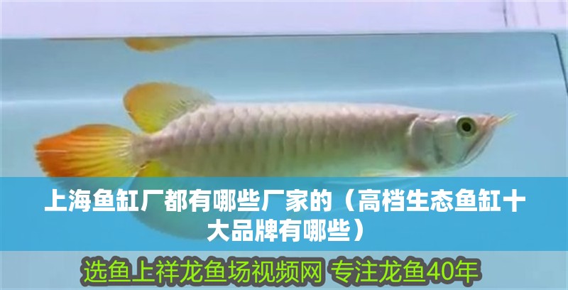 上海魚缸廠都有哪些廠家的（高檔生態魚缸十大品牌有哪些）