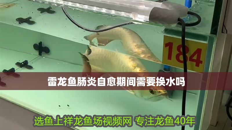 雷龍魚腸炎自愈期間需要換水嗎