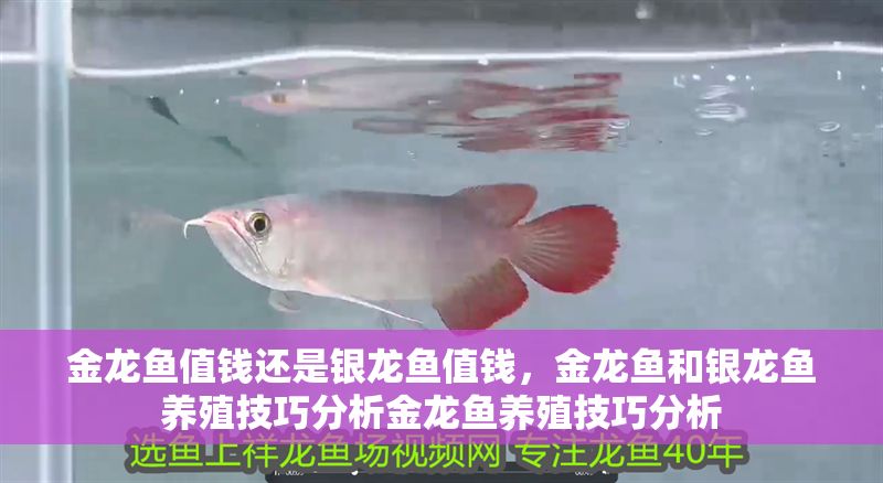 金龍魚值錢還是銀龍魚值錢，金龍魚和銀龍魚養(yǎng)殖技巧分析金龍魚養(yǎng)殖技巧分析