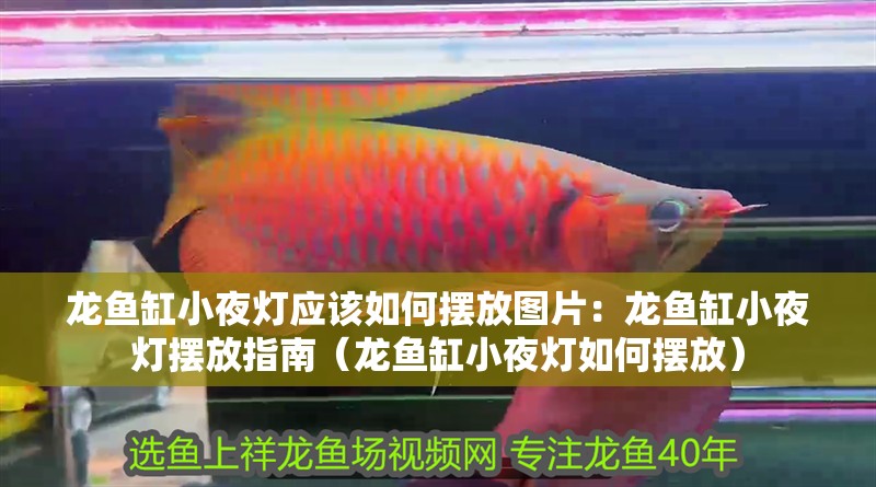 龍魚缸小夜燈應該如何擺放圖片：龍魚缸小夜燈擺放指南（龍魚缸小夜燈如何擺放）