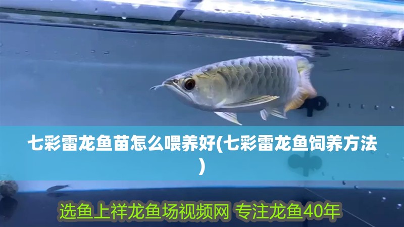 七彩雷龍魚苗怎么喂養好(七彩雷龍魚飼養方法)