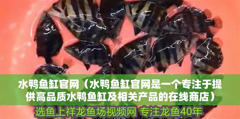 水鴨魚缸官網（水鴨魚缸官網是一個專注于提供高品質水鴨魚缸及相關產品的在線商店）