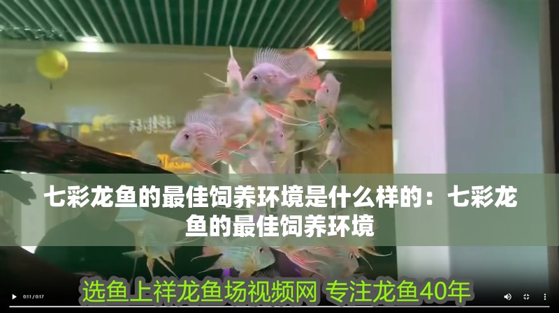 七彩龍魚的最佳飼養環境是什么樣的：七彩龍魚的最佳飼養環境