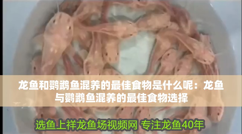 龍魚和鸚鵡魚混養(yǎng)的最佳食物是什么呢：龍魚與鸚鵡魚混養(yǎng)的最佳食物選擇