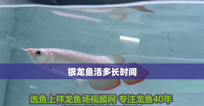 銀龍魚活多長時間