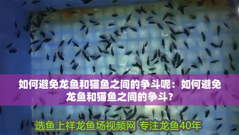 如何避免龍魚和貓魚之間的爭斗呢：如何避免龍魚和貓魚之間的爭斗？