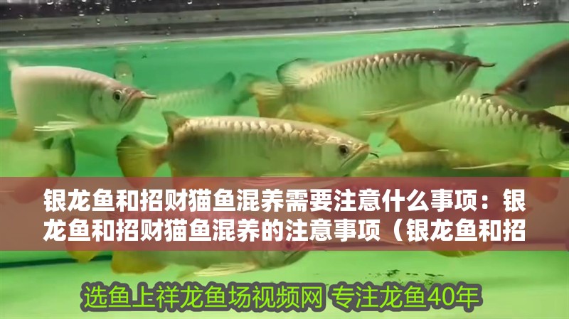 銀龍魚和招財貓魚混養(yǎng)需要注意什么事項：銀龍魚和招財貓魚混養(yǎng)的注意事項（銀龍魚和招財貓魚混養(yǎng)時需要注意什么？） 銀龍魚和招財貓魚混養(yǎng)需要注意什么事項：銀龍魚和招財貓魚混養(yǎng)的注意事項（銀龍魚和招財貓魚混養(yǎng)時需要注意什么？） 水族問答