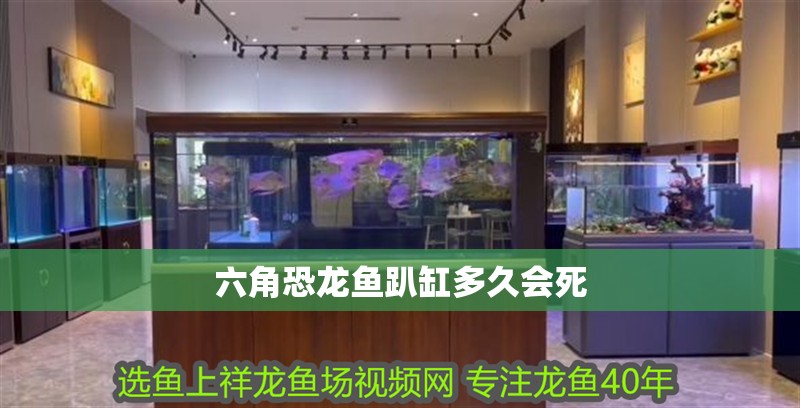 六角恐龍魚趴缸多久會(huì)死