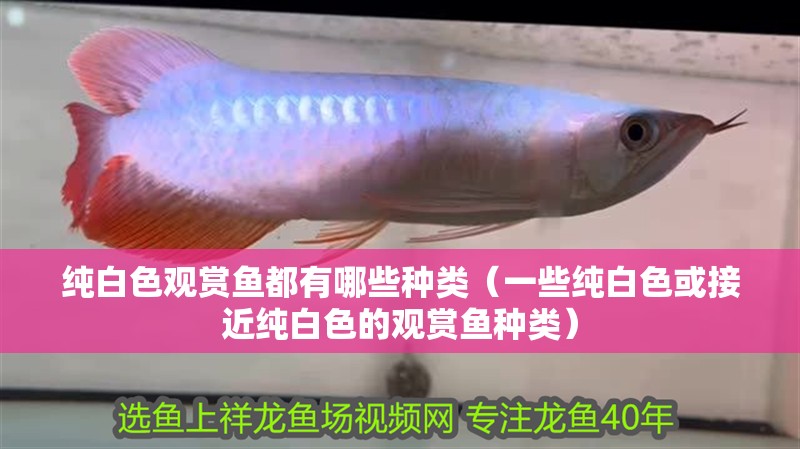什么魚能和龍魚、虎魚混養(yǎng)(龍魚能和虎魚混養(yǎng)嗎) 純白色觀賞魚都有哪些種類(一些純白色或接近純白色的觀賞魚種類) 觀賞魚百科 純白色觀賞魚都有哪些種類(一些純白色或接近純白色的觀賞魚種類) 純白色觀賞魚都有哪些種類(一些純白色或接近純白色的觀賞魚種類) 觀賞魚百科