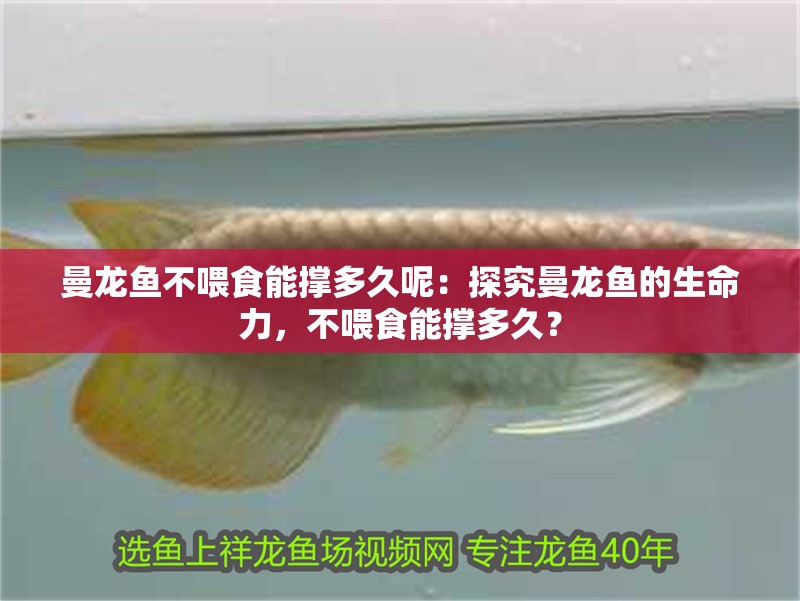 曼龍魚不喂食能撐多久呢：探究曼龍魚的生命力，不喂食能撐多久？