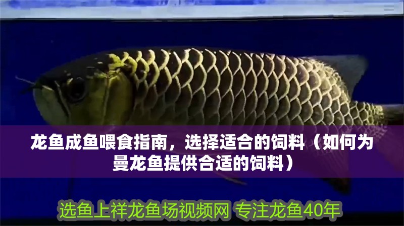 龍魚(yú)成魚(yú)喂食指南，選擇適合的飼料（如何為曼龍魚(yú)提供合適的飼料）