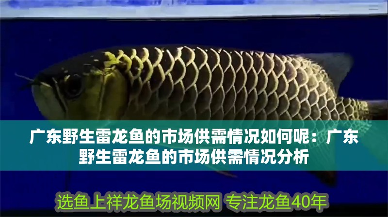 廣東野生雷龍魚的市場供需情況如何呢：廣東野生雷龍魚的市場供需情況分析