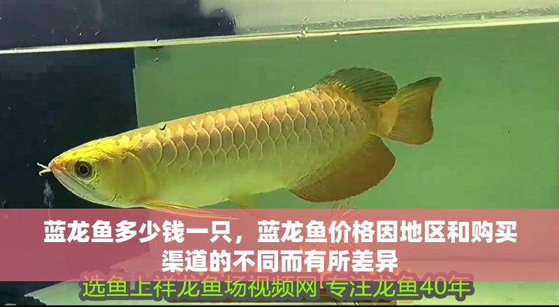 藍龍魚多少錢一只，藍龍魚價格因地區和購買渠道的不同而有所差異