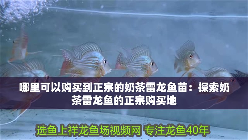 哪里可以購買到正宗的奶茶雷龍魚苗：探索奶茶雷龍魚的正宗購買地