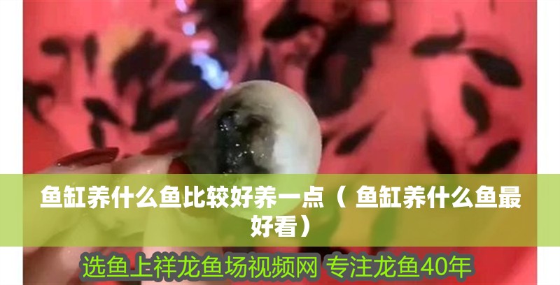 魚缸養什么魚比較好養一點（ 魚缸養什么魚最好看）