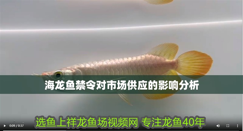 海龍魚禁令對(duì)市場(chǎng)供應(yīng)的影響分析