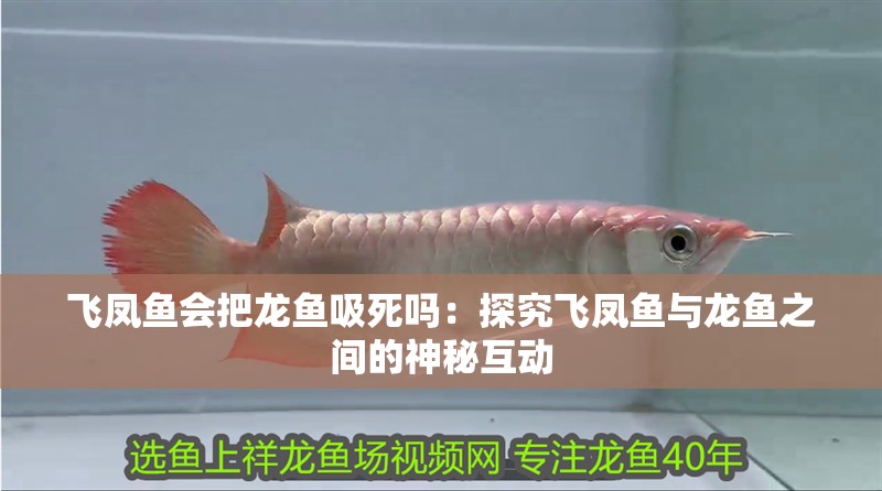 魚(yú)缸用增氧泵價(jià)格是多少:魚(yú)缸增氧機(jī)-xtrac增氧機(jī)-xtrac增氧機(jī) 飛鳳魚(yú)會(huì)把龍魚(yú)吸死嗎:探究飛鳳魚(yú)與龍魚(yú)之間的神秘互動(dòng) 水族問(wèn)答 飛鳳魚(yú)會(huì)把龍魚(yú)吸死嗎:探究飛鳳魚(yú)與龍魚(yú)之間的神秘互動(dòng) 飛鳳魚(yú)會(huì)把龍魚(yú)吸死嗎:探究飛鳳魚(yú)與龍魚(yú)之間的神秘互動(dòng) 水族問(wèn)答