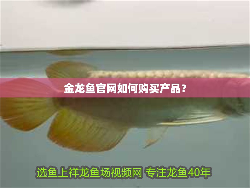 金龍魚官網如何購買產品？