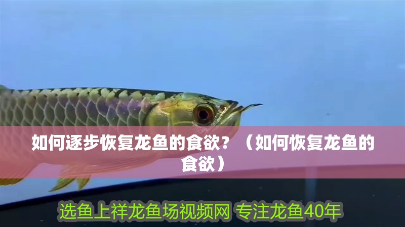 如何逐步恢復(fù)龍魚的食欲？（如何恢復(fù)龍魚的食欲）