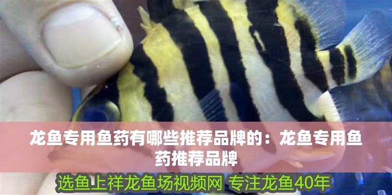 龍魚專用魚藥有哪些推薦品牌的：龍魚專用魚藥推薦品牌