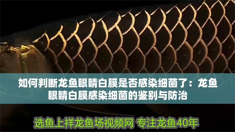 如何判斷龍魚眼睛白膜是否感染細菌了：龍魚眼睛白膜感染細菌的鑒別與防治