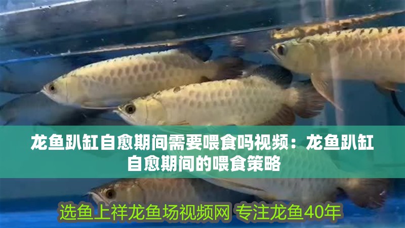 龍魚趴缸自愈期間需要喂食嗎視頻：龍魚趴缸自愈期間的喂食策略